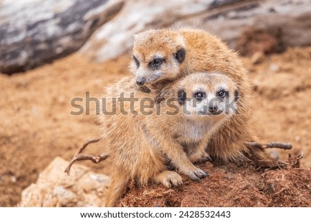 A group of cute meerkats. Meerkat Family are sunbathing. Meerkat ,Suricata suricatta,