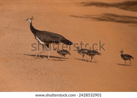 The Indian peafowl, also known as the common peafowl, and blue peafowl, is a peafowl species native to the Indian subcontinent. It has been introduced to many other countries Royalty-Free Stock Photo #2428532901