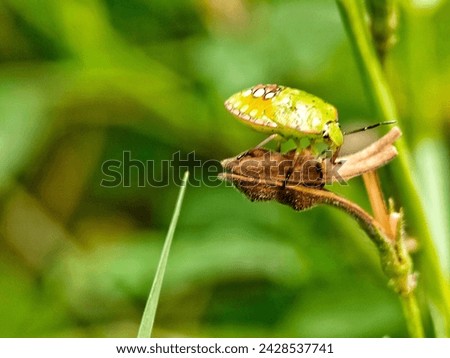 A green insect with the name viridula nezara which is a type of pest on plants