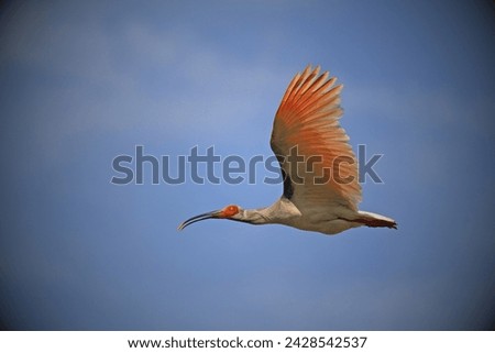 Japanese Crested Ibis (Nipponia nippon): Also known as the Toki, the Japanese crested ibis became extinct in the wild in Japan in 2003 due to habitat loss, pesticide use, and other human activities.