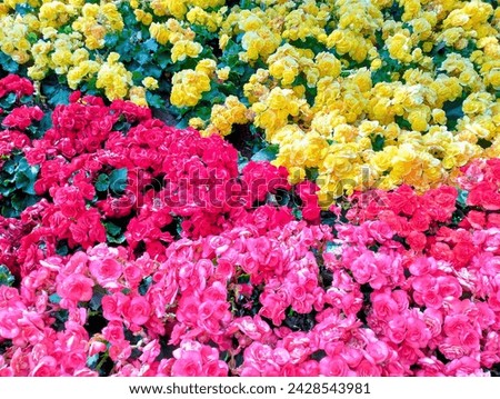 In the picture is a tri-colored begonia flower bed. There are pink, red, and yellow begonias in one bouquet. There are many begonia flowers. The petals have a light fragrance.
