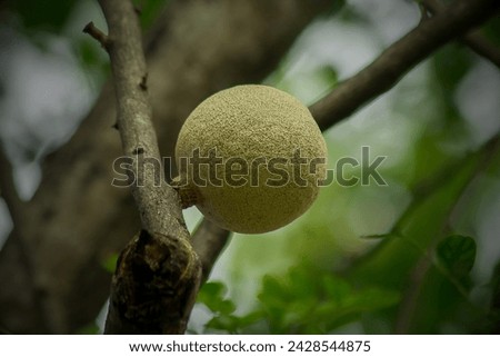The wood apple, also known as "bael," is a tropical fruit with a hard, woody shell. Its aromatic, tangy pulp is prized for juices and jams. Rich in vitamins and minerals,