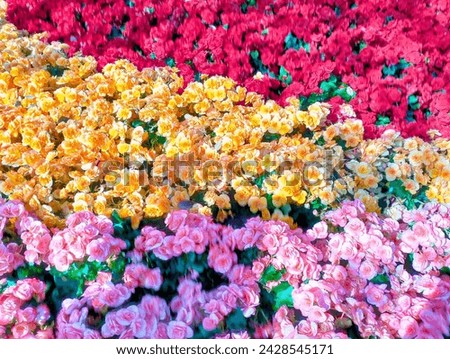 In the picture is a tri-colored begonia flower bed. There are pink, red, and yellow begonias in one bouquet. There are many begonia flowers. The petals have a light fragrance.
