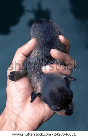 Cute baby dog ​​taking a nap in hand