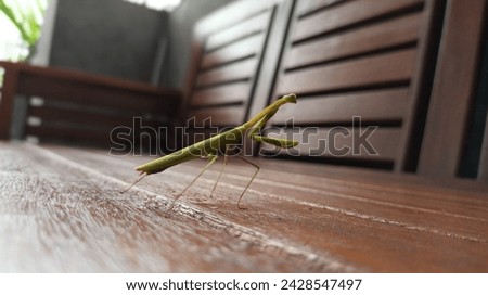 a closeup picture of green mantis above a wood surface outdoor with their unique stance like praying.