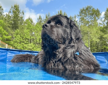 Close-up shot of a Black, Newfoundland, female dog in a small pool outside on a hot day Royalty-Free Stock Photo #2428547973