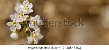 White apple flowers on nature blur bokeh background with copy space, springtime scenery with blooming branch tree close up, beige brown tones, minimal style flowery backdrop banner, natural sunlight