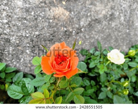 In the picture, there is an orange rose blooming beautifully with a green plant and a gray rock placed near it.