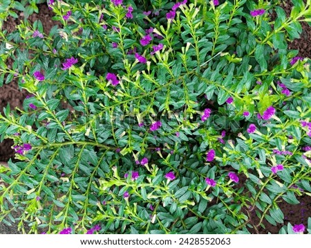 Cuphea hyssopifolia or mexican heather or elfin herb plant with pink color of flowers Royalty-Free Stock Photo #2428552063