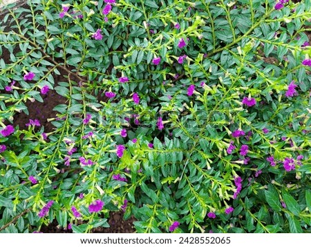 Cuphea hyssopifolia or mexican heather or elfin herb plant with pink color of flowers Royalty-Free Stock Photo #2428552065