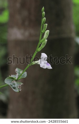 Very beautiful photo of white wild flowers
