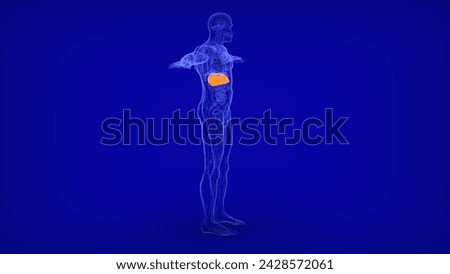 human liver under ribs anatomy medical 3d illustration