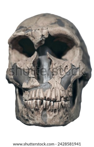 Neandertal Denisovan skull archaic human Royalty-Free Stock Photo #2428581941