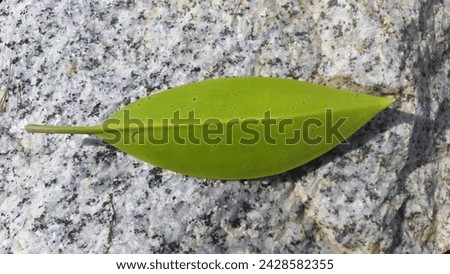 this is a picture of a leaf on a rock