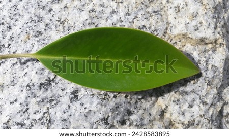this is a picture of a leaf on a rock