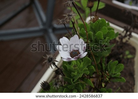 Photo of a flower in a flower bed after the rain. Decoration and landscaping . Terrace. Cafe.