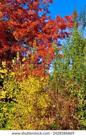 Condensed telephoto of red, yellow and green foliage in a forest in fall sunlight Royalty-Free Stock Photo #2428586869