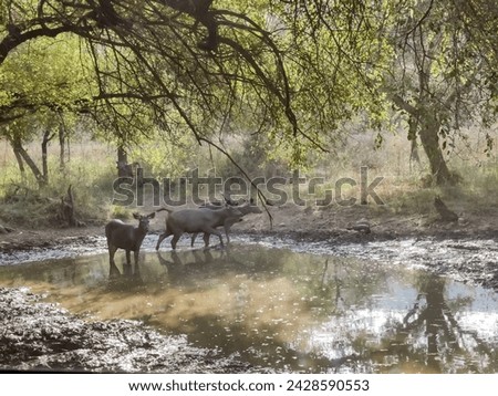 Wild life photography of a deer with brown fur in a forest shot during daylight
