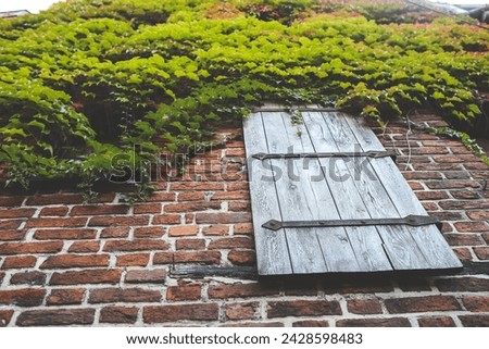 Old wooden window on brick wall with green ivy plant, stock photo