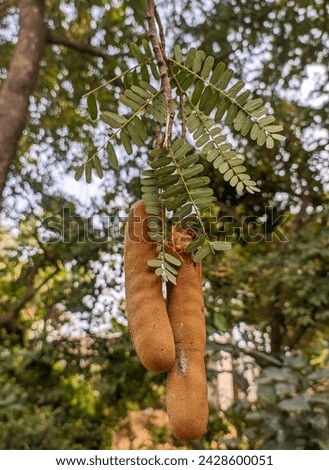Tamarind Harvest: A Visual Symphony of Freshness and Abundance Captured in a ShutterStock Image, Showcasing the Allure of Tamarind Fruit Adorning its Lush Tree Canopy.
