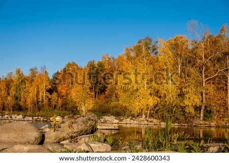 Autumn forest with yellow leaves on the river bank. Royalty-Free Stock Photo #2428600343