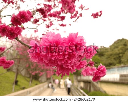 The view of beautiful cherry blossom by close up near creek bank in Taipei City in Taiwan