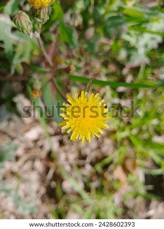 Sonchus oleraceus is a species of flowering plant in the tribe Cichorieae of the family Asteraceae.common names includes sowthistle, sow thistle, smooth sow thistle, annual sow thistle, hare's colwort Royalty-Free Stock Photo #2428602393
