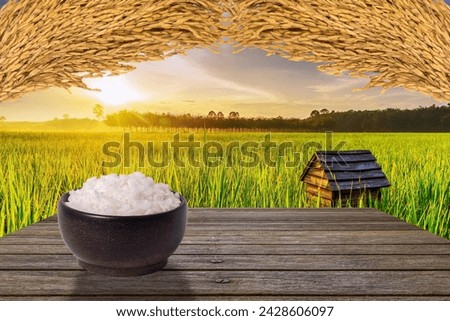 Rice brand for product design, Rice field with color of sunset and sunbeam flare over the sun in cloud sky twilight, Green field rural countryside,