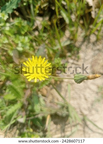 Beautiful yellow flowers with blurry background 