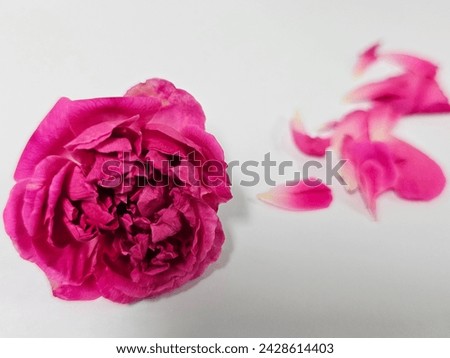 A big pink Damask rose with pink rose petals is organic flower 