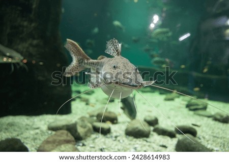 Silurus glanis fish in the aquarium. Pet freshwater fish. Royalty-Free Stock Photo #2428614983