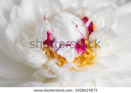 White peony close up with water drops and pink and yellow petals