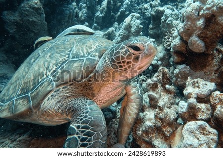 Green sea turtle resting in the coral reef. Common remora (sucker fish) on the turtle back shell. Royalty-Free Stock Photo #2428619893