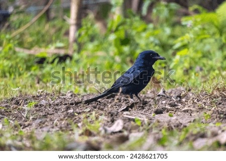 A black drongo (Dicrurus macrocercus) bird standing on the ground of a vegetable garden looking for food. It is a common bird in most villages of Bangladesh. It is locally known as Finge Pakhi.