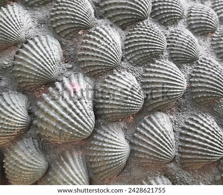 The art of decorative cockles. An imaginative and idealistic masterpiece. 