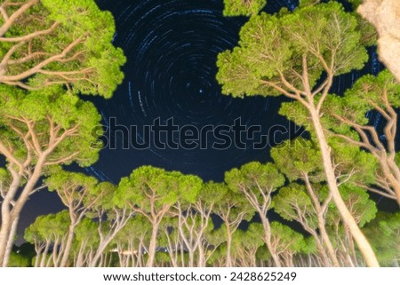 Star trail photography in a pine forest