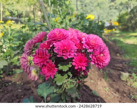 This is beautiful flower picture which is pink in color can be used for different website purposes and for background uses.