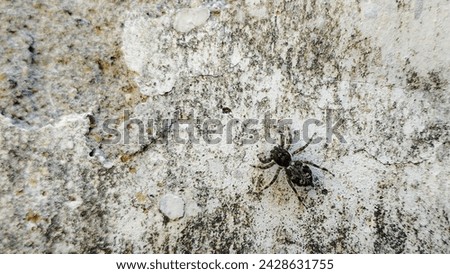 Picture of a spider on the wall
