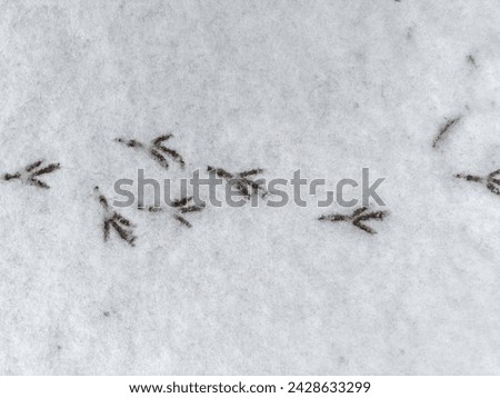 Background of the footprints of the bird feet on wet snow layer on a ground in overcast weather, top view
 Royalty-Free Stock Photo #2428633299