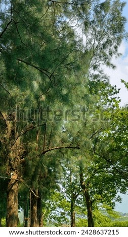 The philosophy of Australian pine lies in its resilience, symbolizing endurance amidst harsh conditions. Its beauty whispers tales of serenity, weaving tranquility through its evergreen branches. Royalty-Free Stock Photo #2428637215