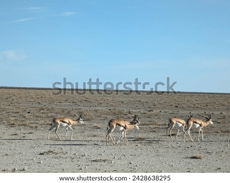 Herd of springboks Antidorcas marsupialis in early morning in Etosha National park - Namibia