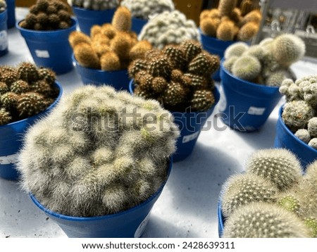 a beautiful cactus in a pot