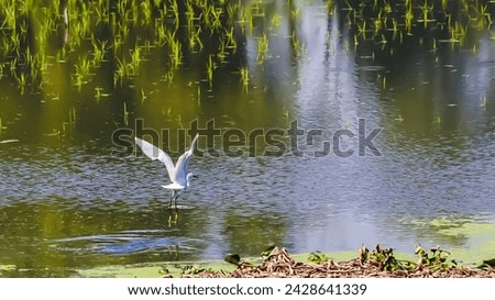 Just saw a beautiful white buck flying over the water in a freshwater marsh. It is a very beautiful, enjoyable scene. Royalty-Free Stock Photo #2428641339