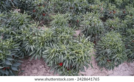 Red Chilli Pepper Plants in Garden: High-Resolution Stock Photo