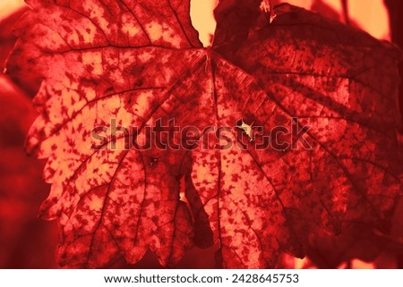 Beautiful large autumn leaf, colored leaf structure, red photo