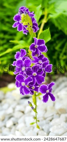 Purple flower in the garden. Selective focus with shallow depth of field.Purple flower in the garden, Thailand. (Petrea volubilis)