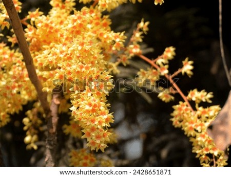 Beautiful Udal Flower, Sterculia Villosa Flower, Small Golden Flower, Elephant Rope Tree Flower