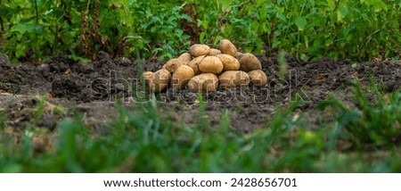 Potato harvest in the garden. selective focus. Food.