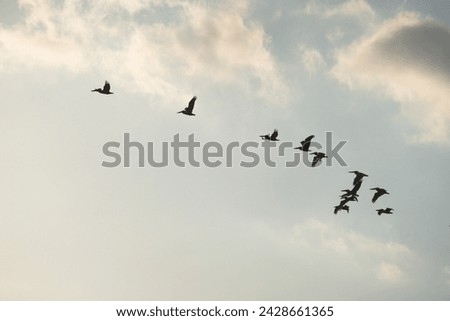 Brown pelicans flying in a flock during sunset