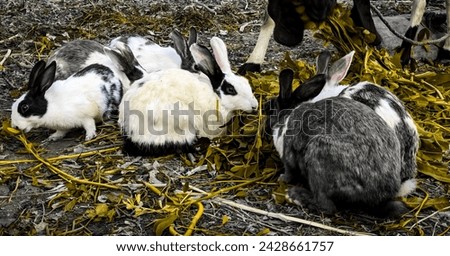 Several rabbits feed on a patch of greenery, highlighting their natural feeding behavior Royalty-Free Stock Photo #2428661757